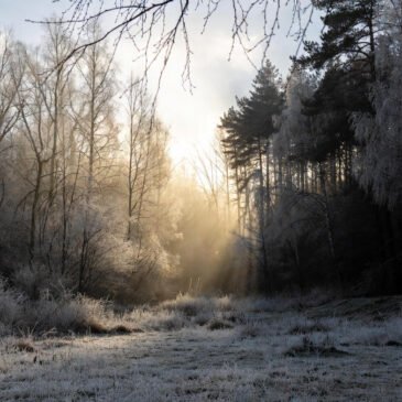 A Luz da Manhã de Inverno